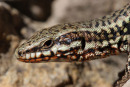 06-3396 Close Up of the Head of a Common Wall Lizard (Podarcis muralis), Cevennes National Park, France